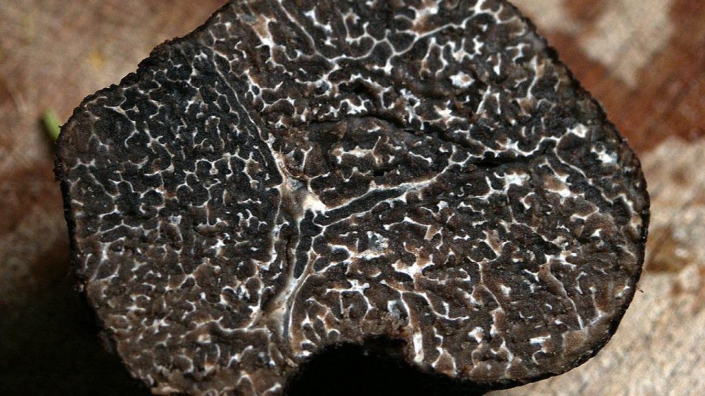 Truffe d'été : l'ingrédient secret pour sublimer vos plats estivaux