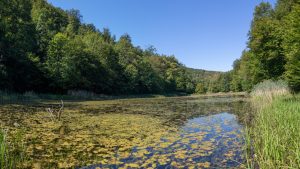 Séjour inoubliable à la découverte de la nature dans un gîte de La Brenne